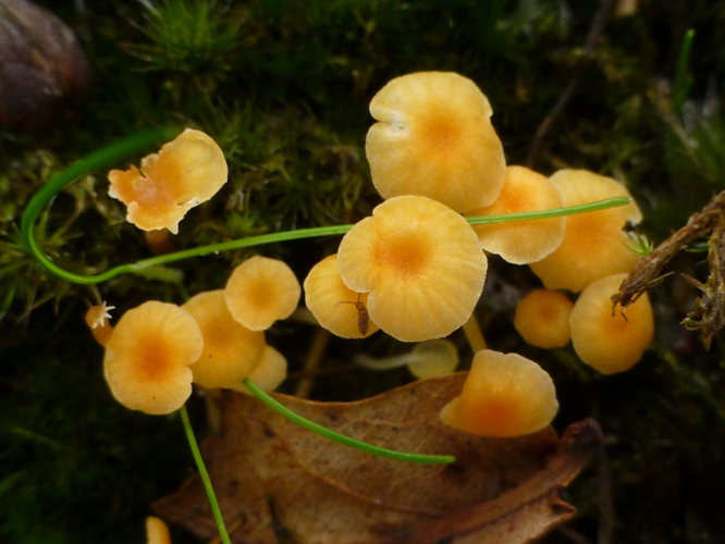 Rickenella fibula (Bull.) Raithelh., 1973 &copy; Tjerk Nawijn