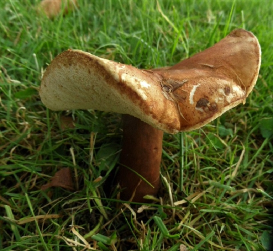 Gyroporus castaneus (Bull.) Quél., 1886 &copy; Ab Neutel