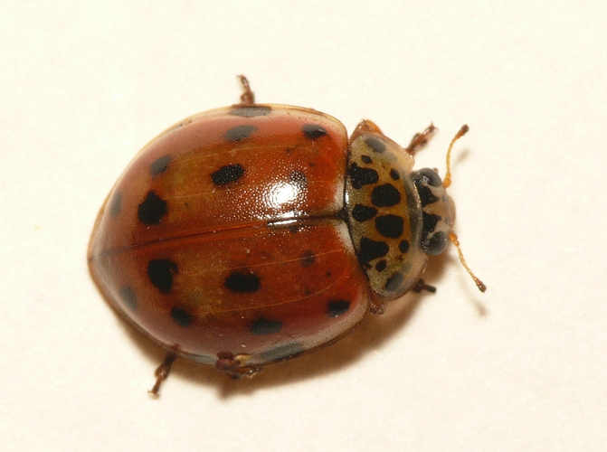 Harmonia quadripunctata (Pontoppidan, 1763) &copy; Dick Belgers