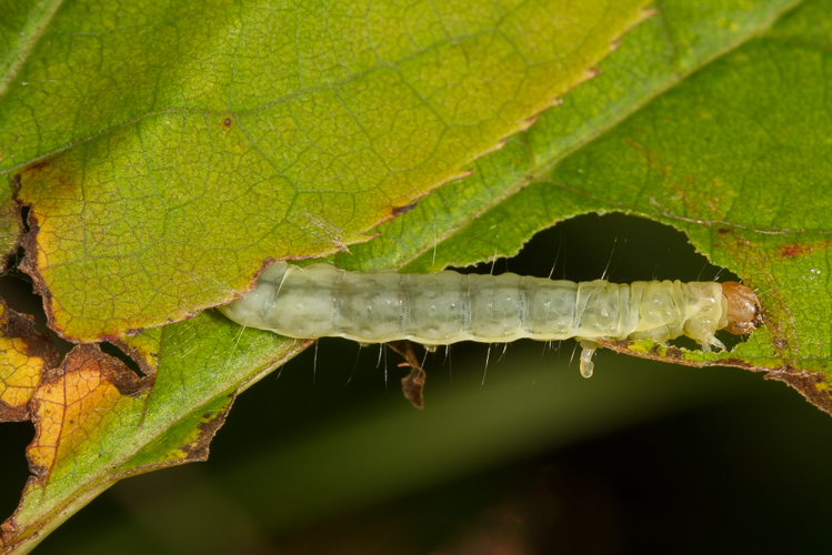 Diurnea fagella (Denis & Schiffermüller, 1775) &copy; Sandra Lamberts