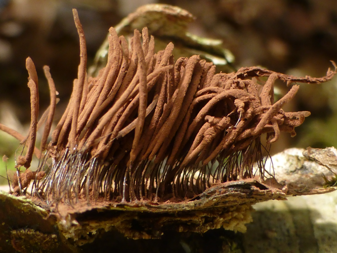 Stemonitis axifera (Bull.) T.Macbr., 1889 &copy; Tjerk Nawijn