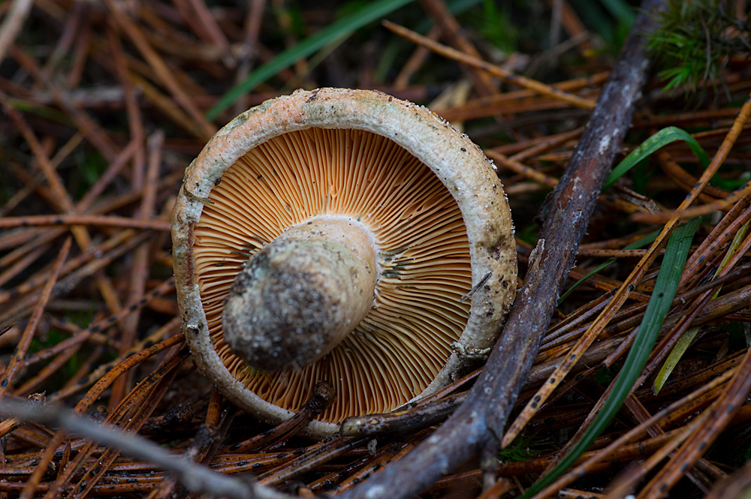 Lactarius deliciosus (L.) Gray, 1821 &copy; Hans Adema