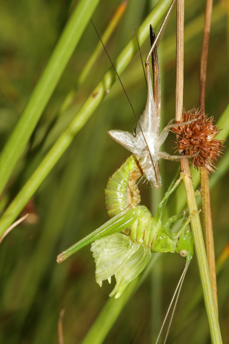 Conocephalus fuscus (Fabricius, 1793) &copy; Jan Kersten