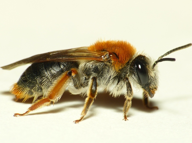 Andrena haemorrhoa (Fabricius, 1781) &copy; Dick Belgers