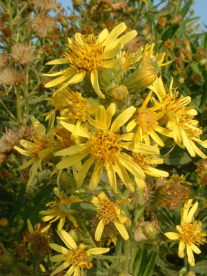 Inula viscosa flowers.jpg © No machine-readable author provided. Rickjpelleg assumed (based on copyright claims).