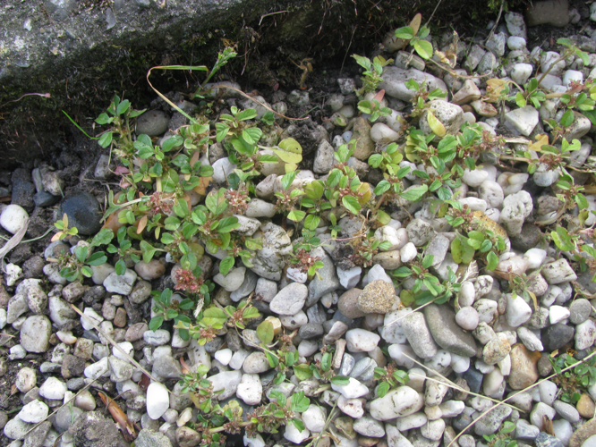 Amaranthus blitum L., 1753 &copy; Piet Glasbergen