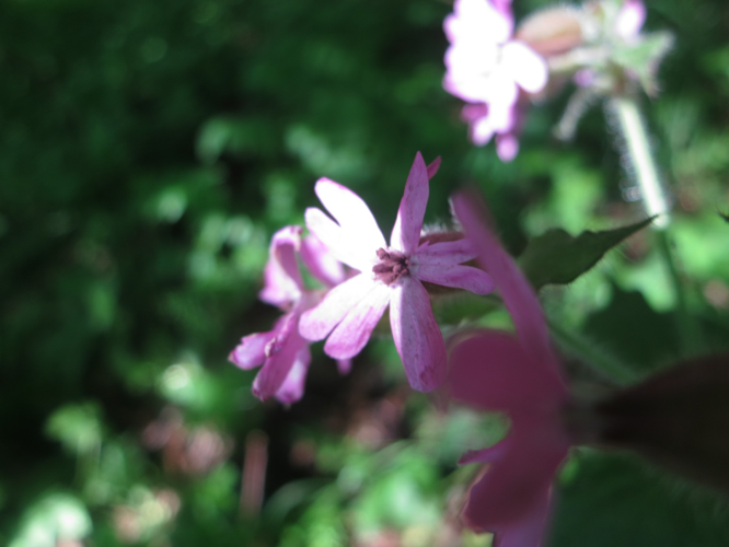 Microbotryum silenes-dioicae, DMS-9320243 &copy; Hans Henrik Bruun