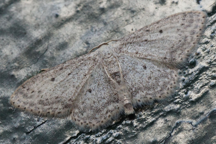 Idaea seriata (Schrank, 1802) &copy; Hans Jonkman