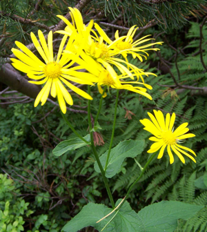 Doronicum austriacum a3.jpg © Opioła Jerzy