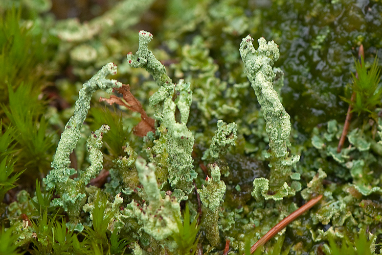 Cladonia coccifera (L.) Willd., 1787 &copy; Wijnand van Buuren
