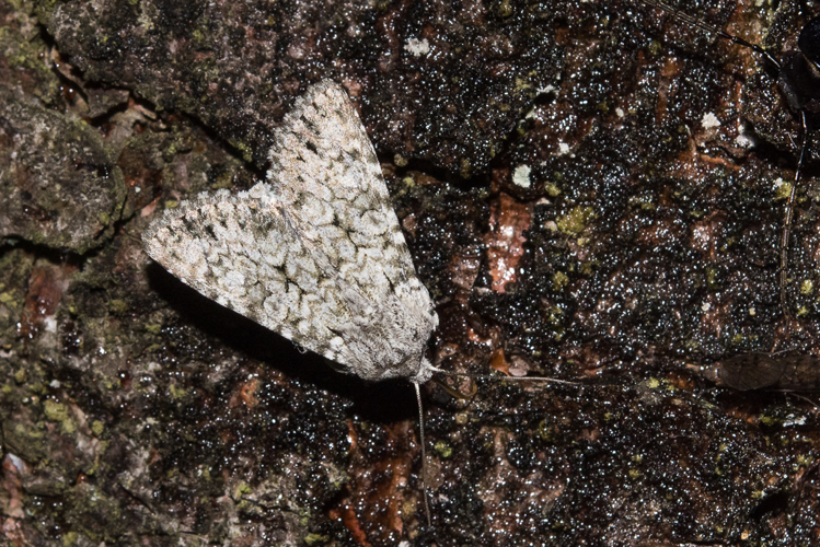 Antitype chi (Linnaeus, 1758) &copy; Steeman Chris