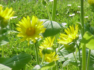 Doronicum pardalianche1.jpg © Kurt Stüber [1]