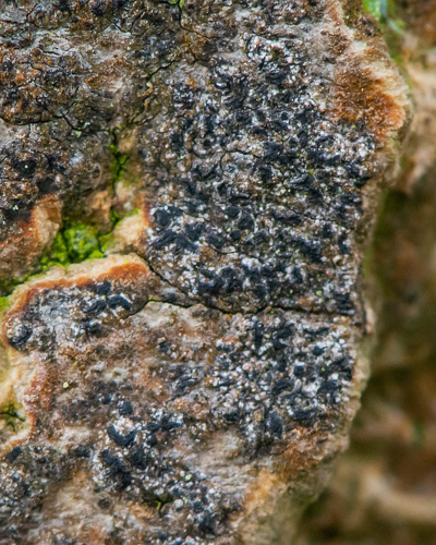 Pseudoschismatomma rufescens (Pers.) Ertz & Tehler, 2014 &copy; Wijnand van Buuren