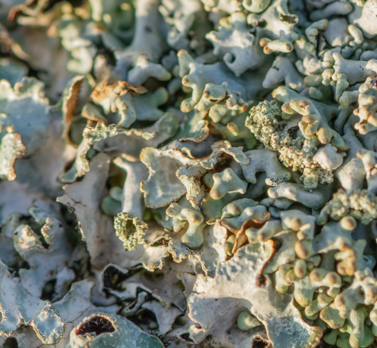Hypogymnia tubulosa (Schaer.) Hav., 1918 &copy; Wijnand van Buuren