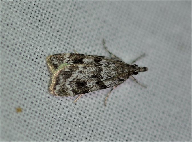 Eudonia delunella (Stainton, 1849) &copy; Louis Westgeest