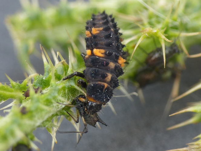 Ceratomegilla undecimnotata (D.H. Schneider, 1792) &copy; Gerrian Tacoma