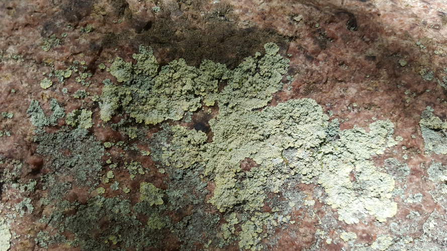 Lepraria membranacea, DMS-10092022 &copy; René L. Vilsholm