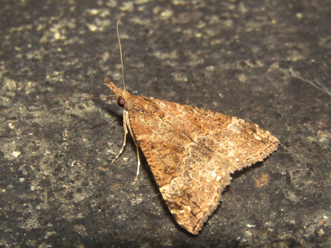 Hypena obsitalis (Hübner, 1813) &copy; Jeroen Hoek