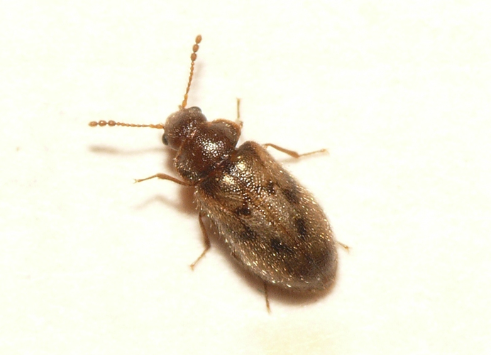 Phloiophilus edwardsii Stephens, 1830 &copy; Dick Belgers