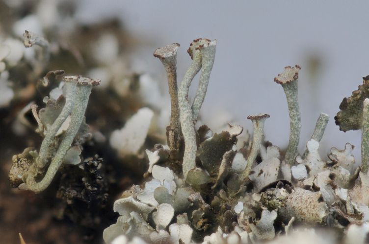 Cladonia pulvinata, DMS-9196414 &copy; Ulrik Søchting