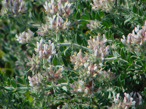 Dorycnium herisse.jpg © Hubert Laroche