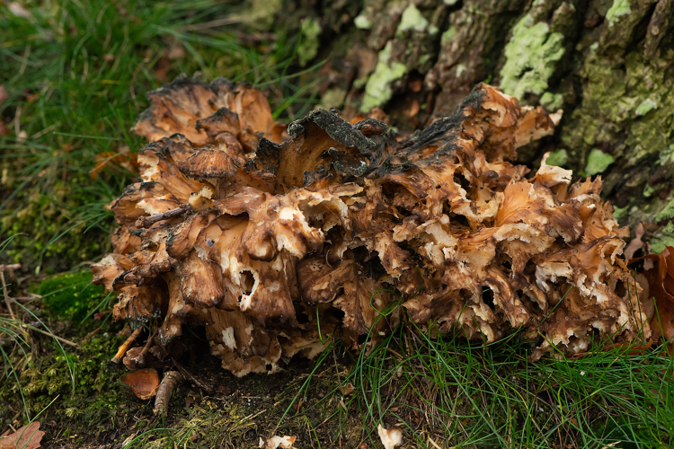 Grifola frondosa (Dicks.) Gray, 1821 &copy; Wijnand van Buuren