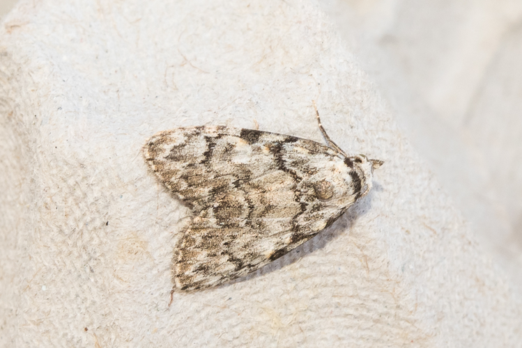 Meganola strigula (Denis & Schiffermüller, 1775) &copy; Steeman Chris