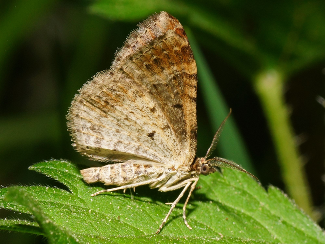 Xanthorhoe spadicearia (Denis & Schiffermüller, 1775) &copy; Hans Jonkman