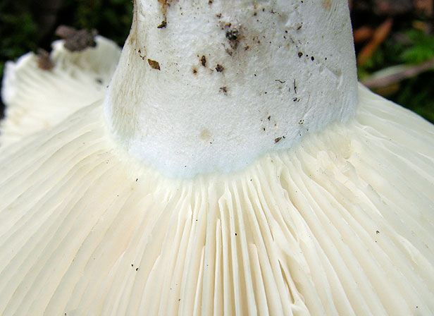 Russula chloroides, JHP-05.179 &copy; MycoKey / Jens H. Petersen