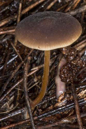 Strobilurus tenacellus (Pers.) Singer, 1962 &copy; Piet J. Ashouwer