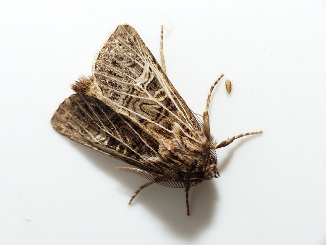 Tholera decimalis (Poda, 1761) &copy; Dick Belgers