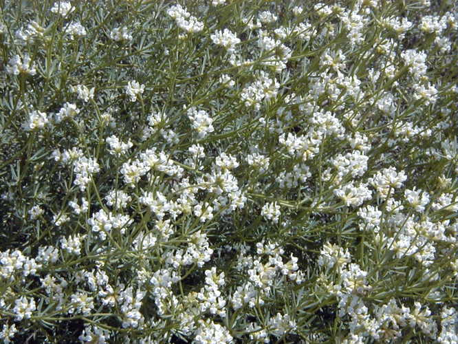 Dorycnium pentaphylum.jpg &copy; A. Barra