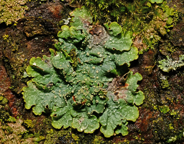 Punctelia subrudecta (Nyl.) Krog, 1982 &copy; Bas van Hulst-Kuiper