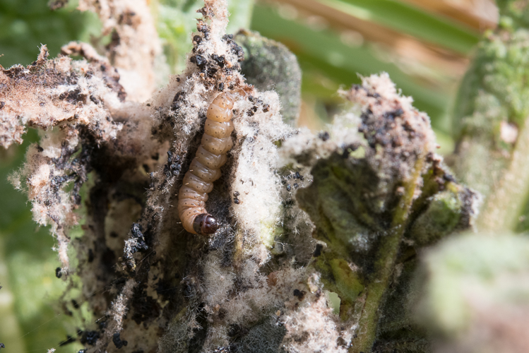 Nothris verbascella (Denis & Schiffermüller, 1775) &copy; Steeman Chris