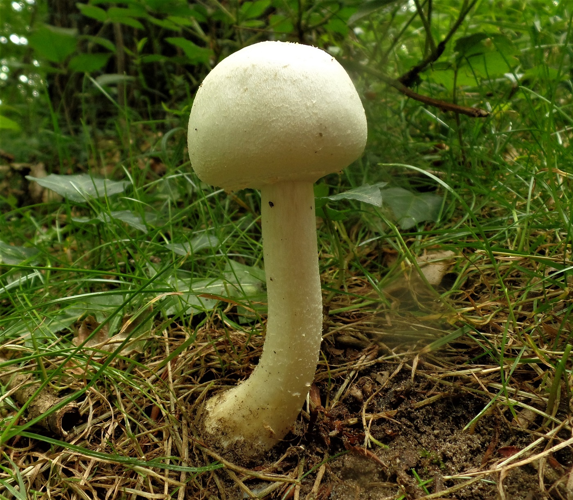 Agaricus silvicola (Vittad.) Peck, 1872 &copy; Ab Neutel