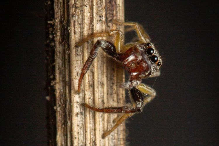Icius hamatus (C.L. Koch, 1846) &copy; Sjef van Overdijk