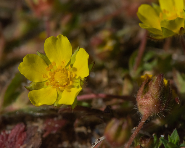 Potentilla verna L., 1753 &copy; Wijnand van Buuren