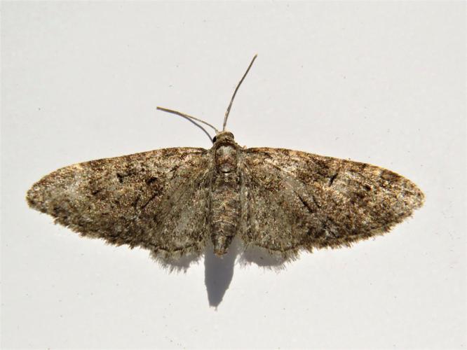 Eupithecia abbreviata Stephens, 1831 &copy; Martien van den Heuvel