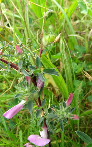 Ononis spinosa subsp. spinosa L., 1753 &copy; Bert Verbruggen