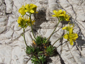 Draba aizoides a4.jpg © Jerzy Opioła