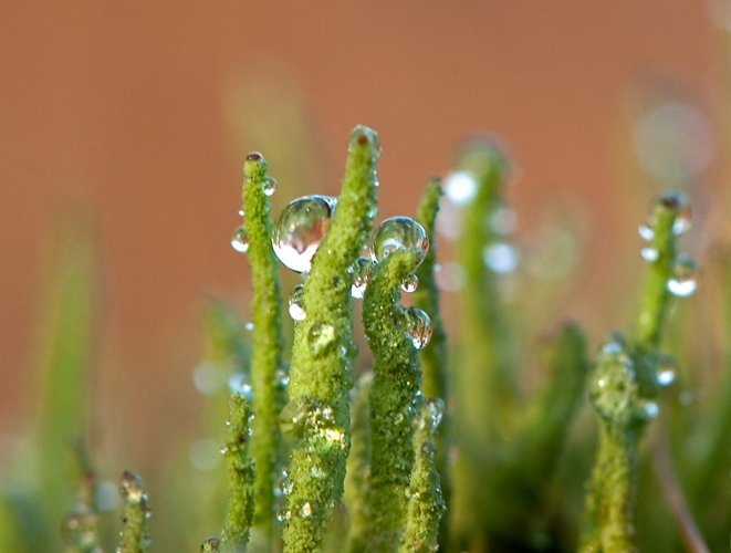 Cladonia coniocraea (Flörke) Spreng., 1827 &copy; Wijnand van Buuren