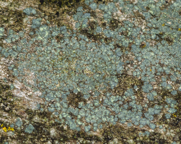 Trapeliopsis flexuosa (Fr.) Coppins & P.James, 1984 &copy; Wijnand van Buuren