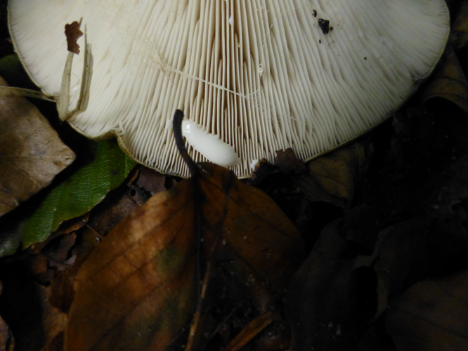 Lactarius blennius (Fr.) Fr., 1838 &copy; Tjerk Nawijn