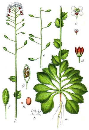 Draba muralis Sturm17.jpg © Johann Georg Sturm (Painter: Jacob Sturm)