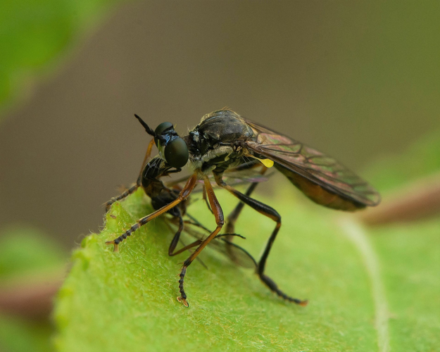 Dioctria hyalipennis (Fabricius, 1794) &copy; Wijnand van Buuren
