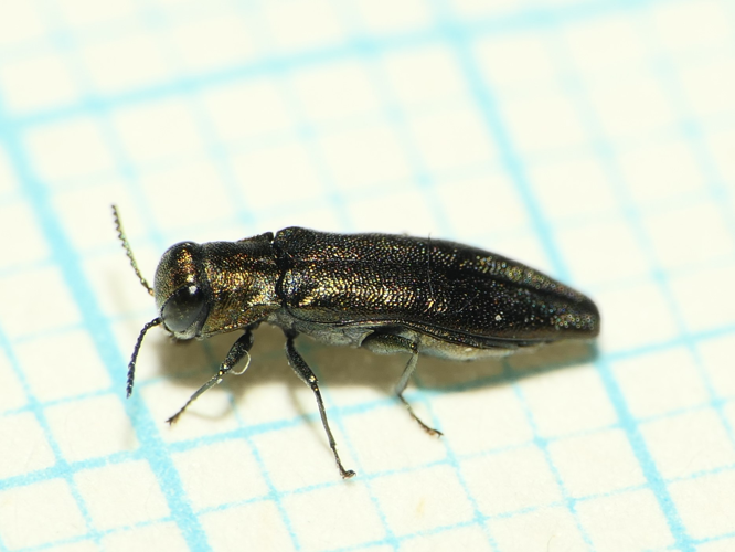 Agrilus olivicolor Kiesenwetter, 1857 &copy; Dick Belgers