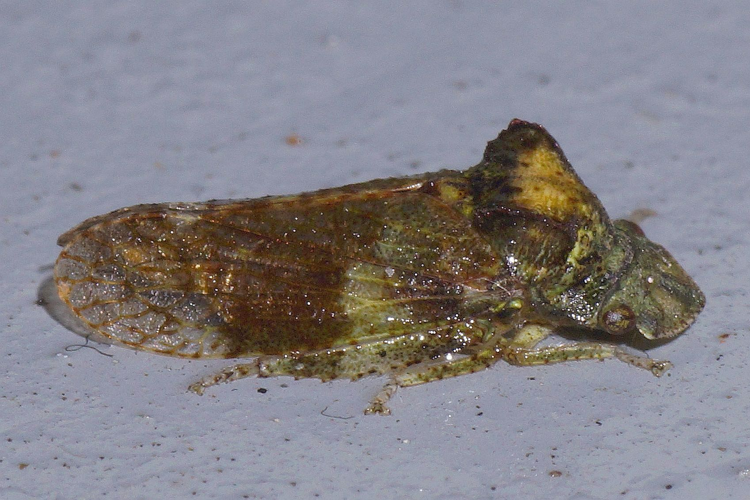 Ledra aurita (Linnaeus, 1758) &copy; Hans Jonkman