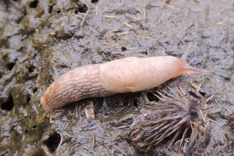 Deroceras reticulatum (O.F. Müller, 1774) &copy; Bert de Ruiter
