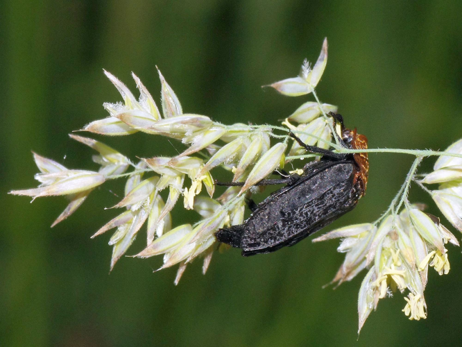 Oiceoptoma thoracicum (Linnaeus, 1758) &copy; Hans Jonkman