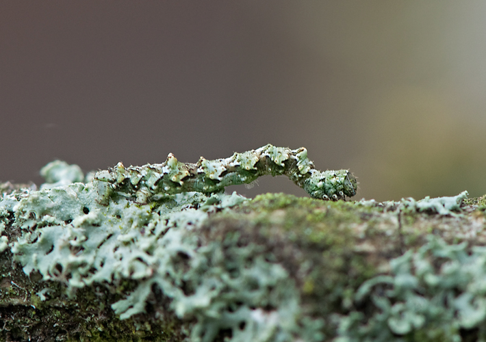 Cleorodes lichenaria (Hufnagel, 1767) &copy; Wijnand van Buuren